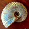 Ammoniten mit Perlmut (Versteinerung)